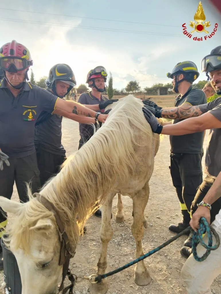 Cavallo crolla a terra sfinito: intervento da brividi dei pompieri di Civitavecchia per salvarlo