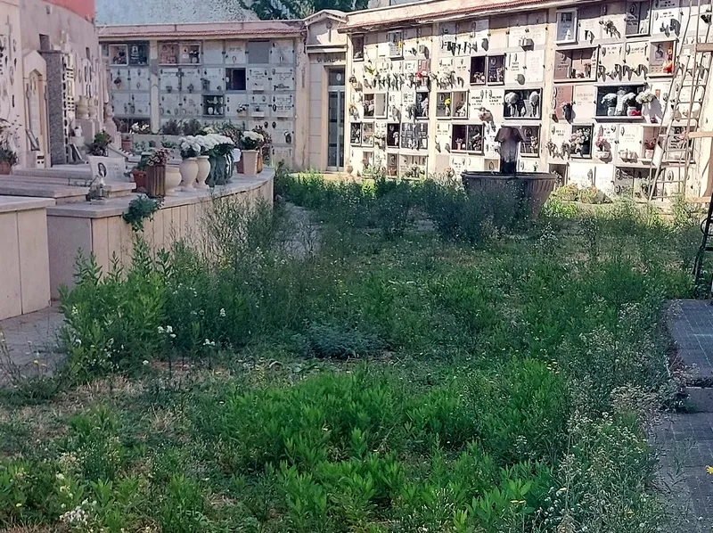 Cimitero vecchio, immagini del degrado - TRC Giornale
