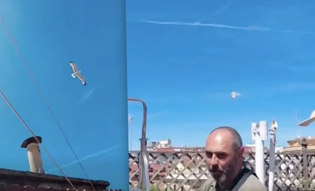 Gabbiani attaccano padroni di casa a Roma: rimosso il nido (VIDEO)