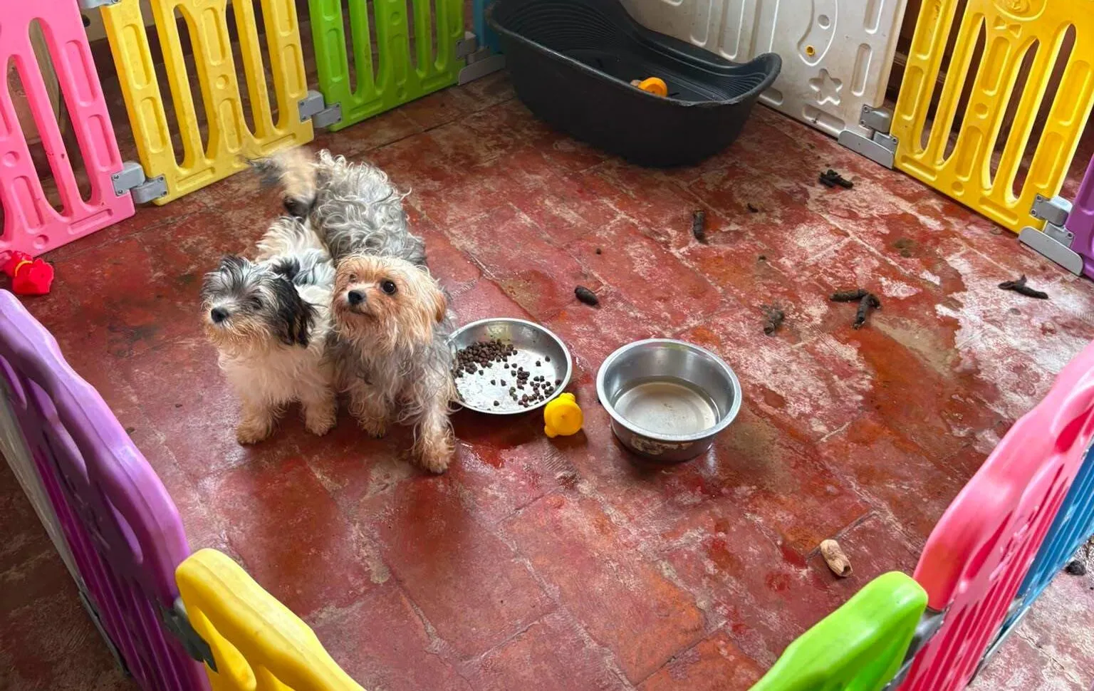Cani sequestrati a Sacrofano, blitz in un allevamento casalingo tra feci e urina ovunque