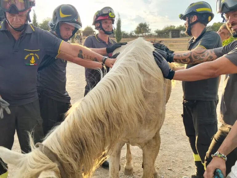 Cavallo accasciato a terra, intervengono i Vigili del Fuoco